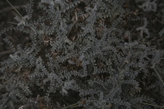 Astragalus miguelensis