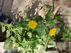Sonchus oleraceus