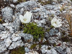 Gentianella bellidifolia