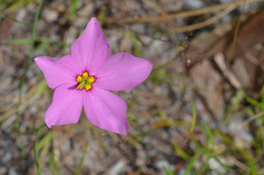 Sabatia grandiflora