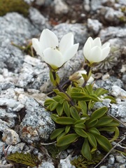 Gentianella bellidifolia