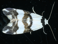 Thallarcha albicollis