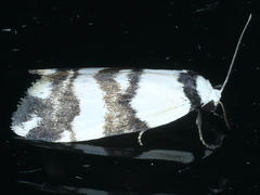 Thallarcha albicollis
