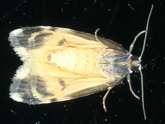 Thallarcha albicollis