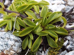 Gentianella bellidifolia