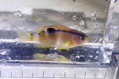 Chrysiptera unimaculata