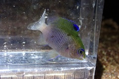 Plectroglyphidodon altus