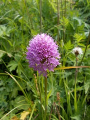 Traunsteinera globosa