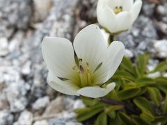 Gentianella bellidifolia