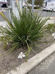 Dietes grandiflora