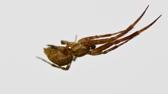 Uloborus diversus