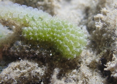 Sacoproteus smaragdinus