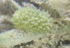 Sacoproteus smaragdinus