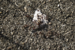 Notoncus ectatommoides