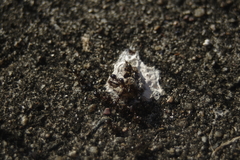 Notoncus ectatommoides