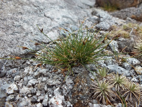 Carex acicularis
