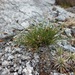 Carex acicularis - Photo (c) Rowan Hindmarsh-Walls, osa oikeuksista pidätetään (CC BY-NC), lähettänyt Rowan Hindmarsh-Walls