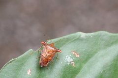 Elasmucha fengkainica