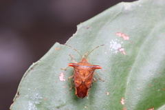 Elasmucha fengkainica