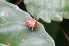 Elasmucha fengkainica