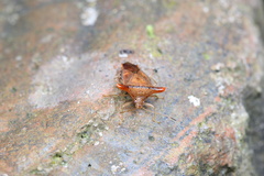 Elasmucha fengkainica