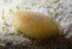 Dendrodoris guttata
