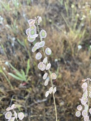 Thysanocarpus radians