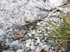 Carex acicularis