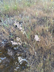 Thysanocarpus radians