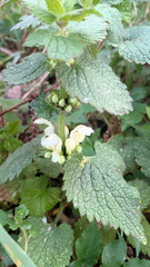 Lamium album