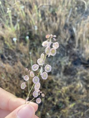 Thysanocarpus radians