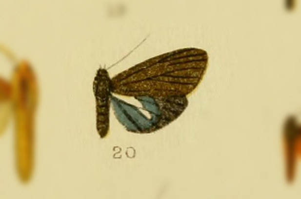 Virbia cyana