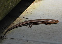 Plestiodon inexpectatus