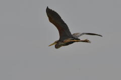 Ardea purpurea