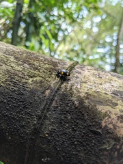 Eumorphus quadriguttatus