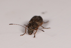 Phymatus hetaera