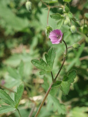 Geranium divaricatum