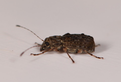 Phymatus hetaera