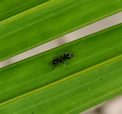 Formicidae