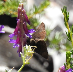 Euclidia ardita