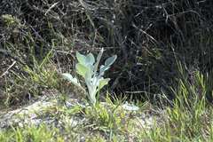 Arctotheca populifolia