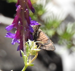 Euclidia ardita