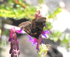 Euclidia ardita