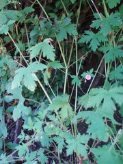 Geranium divaricatum