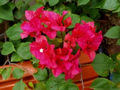 Bougainvillea