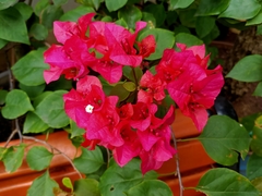 Bougainvillea