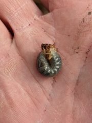 Adoryphorus coulonii