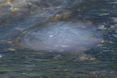 Eupilema inexpectata