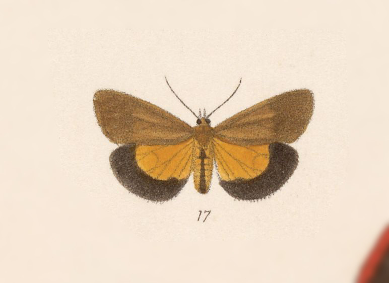 Virbia esula