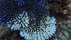 Acropora valida